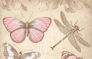 Butterfly Clip Art & Digital