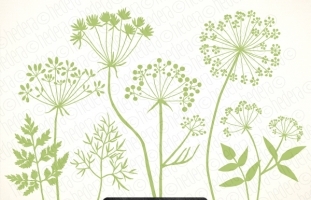 7 Wild Flora Herb Flower Vector