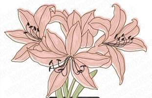 Amaryllis flower digital vector