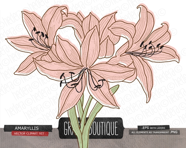 Download Amaryllis flower digital vector clip art, wedding, 