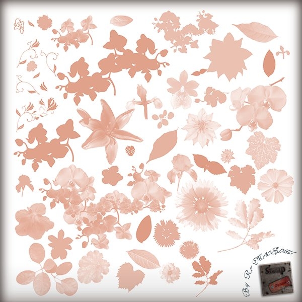 Download Floral Brushes 01 