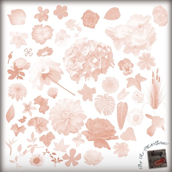 Download Floral Brushes 02 