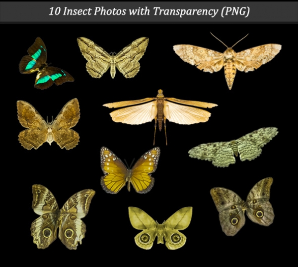 Download Insects Set with Transparency PNG 