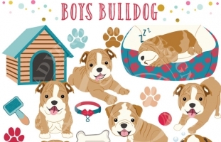 Boys Bulldog clip art, french