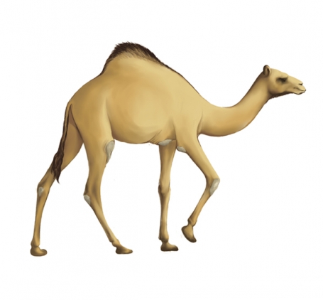 Camel walking