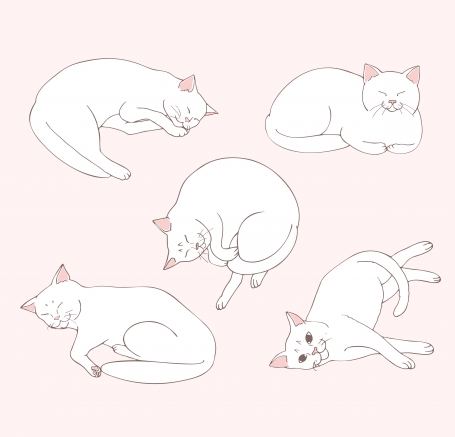 Cute white cat lies in different